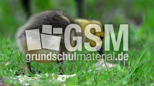 Kanadagansküken (3).jpg